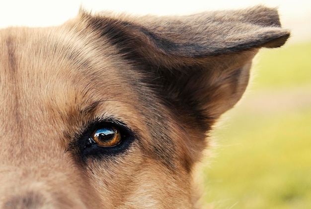 Foto retrato recortado de un perro