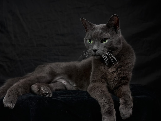 Retrato de relajante gato gris oscuro sentado