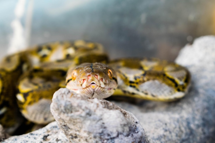 Foto retrato de un reptil en primer plano