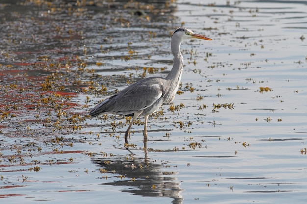 Retrato retroiluminado suave de una garza durante su actividad pesquera, río Duero, al norte de Portugal.