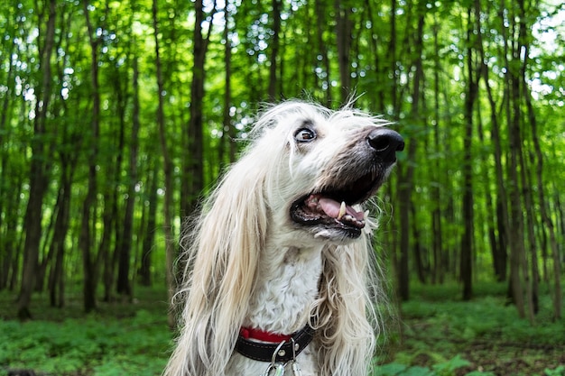 Retrato de un sabueso en el bosque.