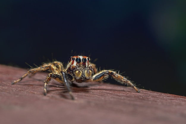 Retrato de salto de araña