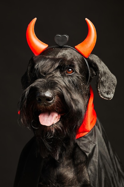 Retrato de schnauzer negro en cuernos malvados naranjas posando sobre fondo negro