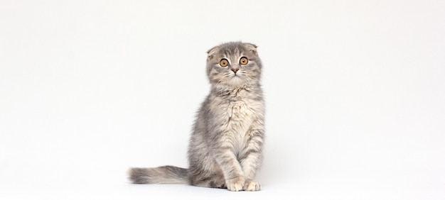 Retrato de Scottish Fold Gatito sentado, de 9 semanas de edad, contra el fondo blanco.