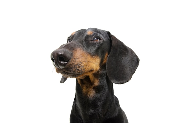 Retrato sério cachorrinho dachshund olhando para longe concentrado isolado no fundo branco