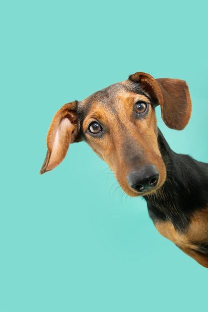 Foto retrato serio cachorro dachshund asomando desde detrás de una pancarta azul aislado sobre fondo azul