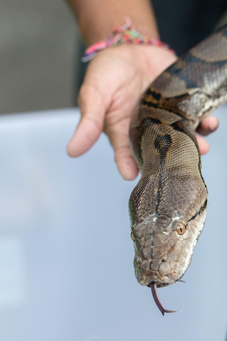 Foto el retrato de la serpiente pitón viene a usted