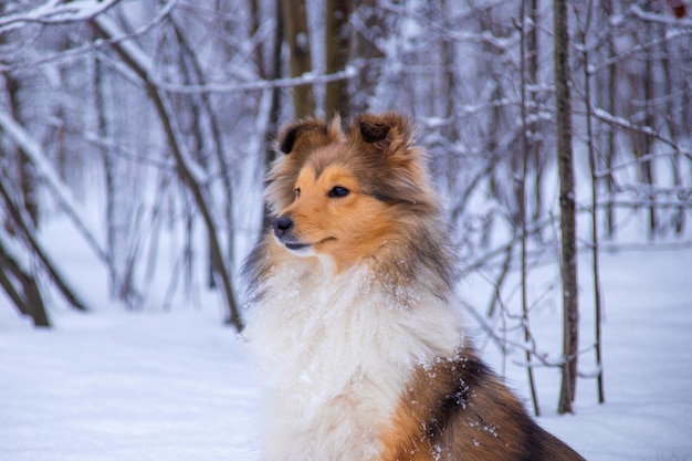 Retrato de un sheltie rojo esponjoso en el bosque de invierno