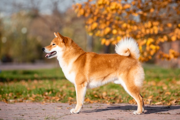 Retrato de Shiba inu en otoño en el parque.