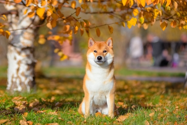 Retrato de Shiba inu en otoño en el parque.