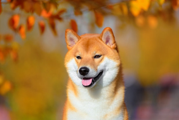 Retrato de Shiba inu en otoño en el parque.