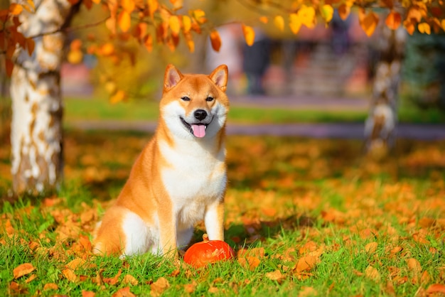 Retrato de Shiba inu en otoño en el parque.