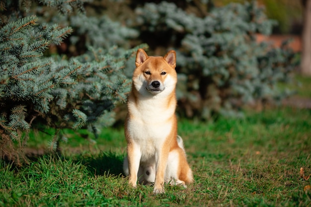 Retrato de Shiba inu en otoño en el parque.