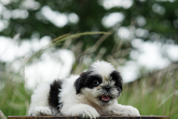 Foto retrato de un shih tzu