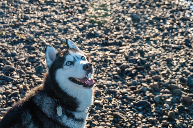 Retrato soleado de un hermoso y alegre perro husky siberiano Perro mira hacia arriba