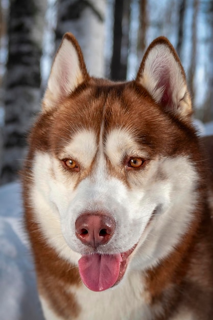 Retrato sonriente perro husky siberiano rojo en el bosque de invierno en la nieve. De cerca.