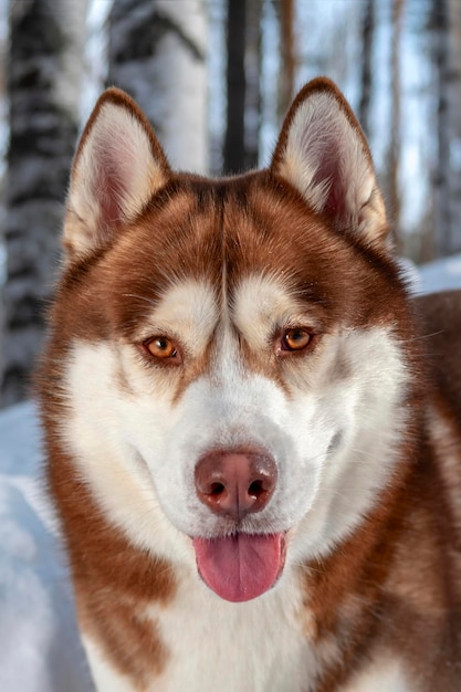 Retrato sonriente perro husky siberiano rojo en el bosque de invierno en la nieve. De cerca.