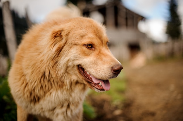 Retrato de sonriente perro marrón claro parado afuera