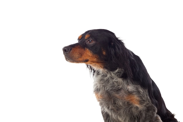 Retrato de un spaniel bretón