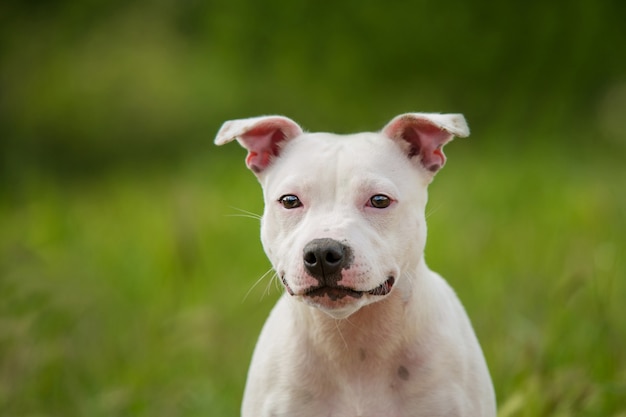 Retrato de un staffordshire bull terrier