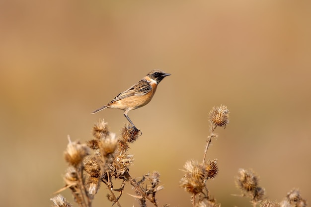 Retrato de Stonechat