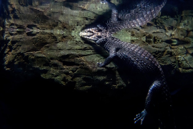 Retrato subaquático da cauda de um crocodilo-aligador
