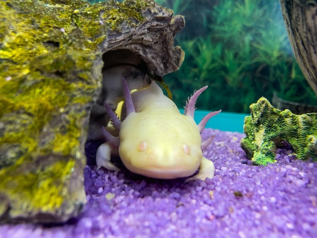 Retrato submarino de Axolotl en un acuario Ambystoma mexicanum Pez caminante mexicano