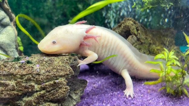 Retrato submarino de Axolotl en un acuario Ambystoma mexicanum Pez caminante mexicano