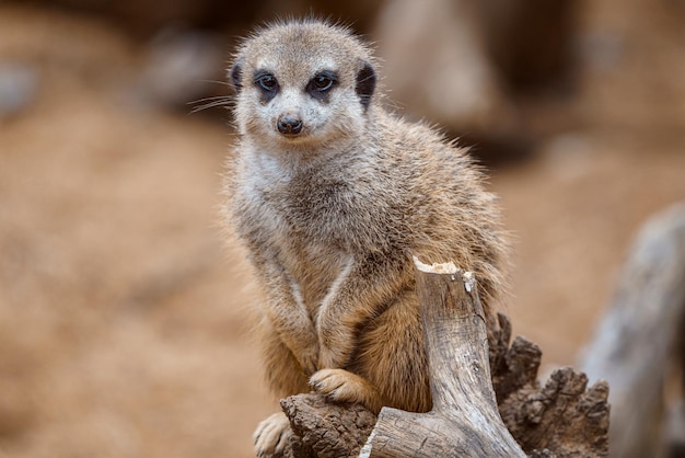 Retrato de una suricata mirando los alrededores