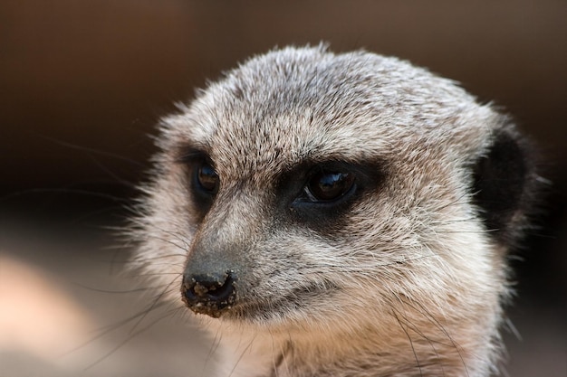 Foto retrato de un suricata