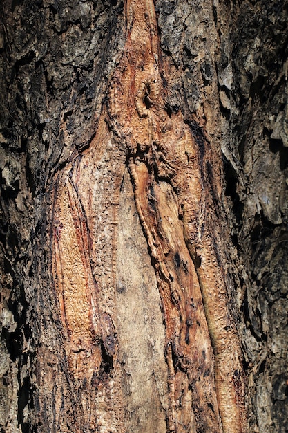 Retrato de la textura de la fibra de un tronco de árbol