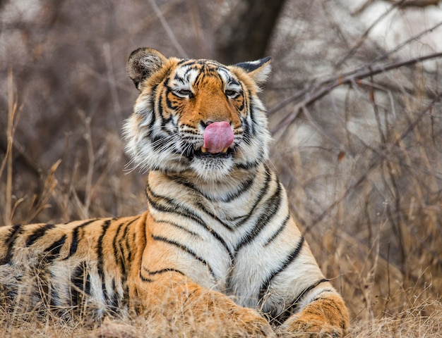 Retrato de un tigre de Bengala. Parque Nacional de Ranthambore. India.