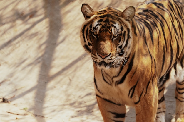 Retrato tigre de bengala de pie mirando