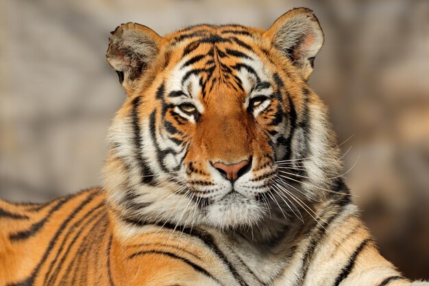 Foto el retrato del tigre de bengala