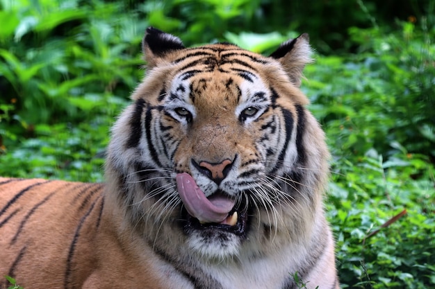 Retrato, de, un, tigre de bengala
