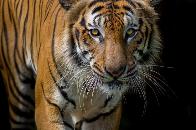 Retrato de tigre delante de fondo negro