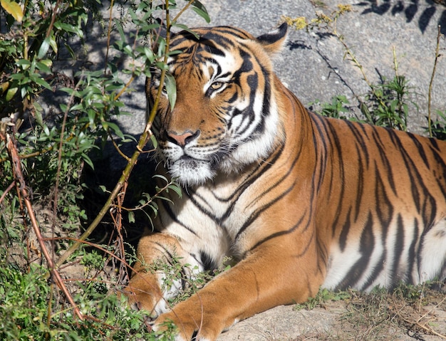 Foto retrato de un tigre descansando en el campo