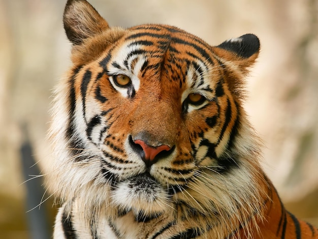 El retrato de un tigre en primer plano.
