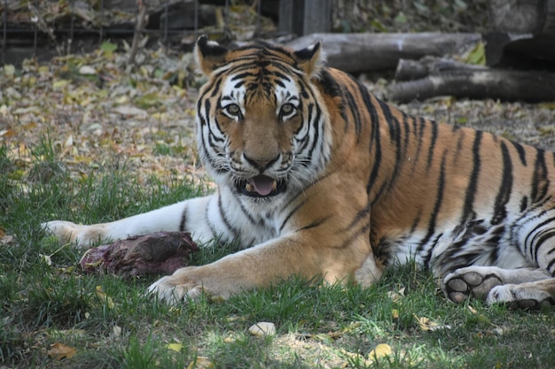 Retrato de un tigre sentado en el campo