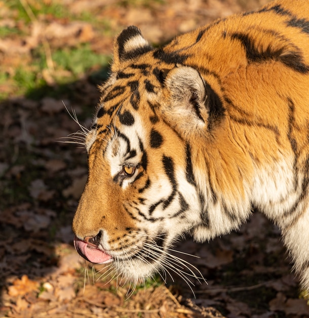 Foto retrato de tigre con su lengua fuera