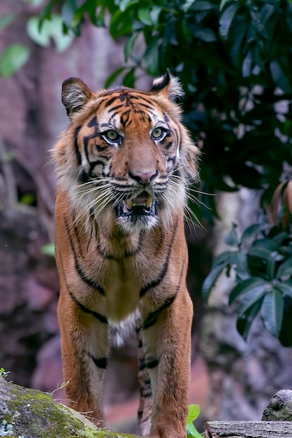 Foto retrato de un tigre de sumatra