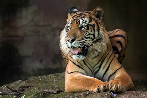 Retrato de un tigre de sumatra