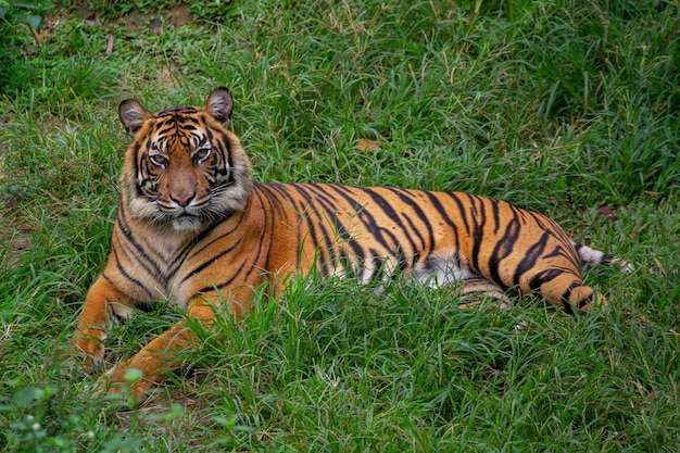 retrato de un tigre de sumatra