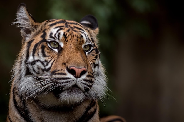 Retrato de tigre de Sumatra