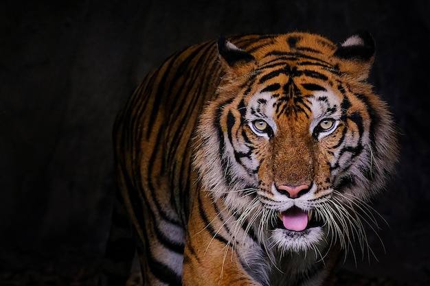 Foto retrato de tigre de un tigre de bengala en tailandia en un backgrou negro