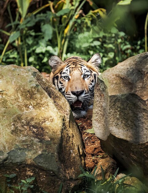 Foto retrato de un tigre visto a través de las rocas