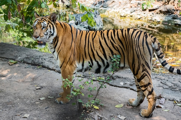 Retrato de tigre.