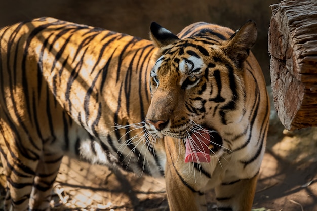 Foto retrato de tigre.