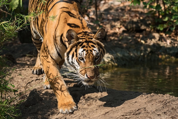 Retrato de tigre.