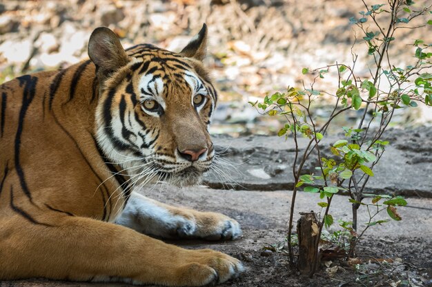 Retrato de tigre.